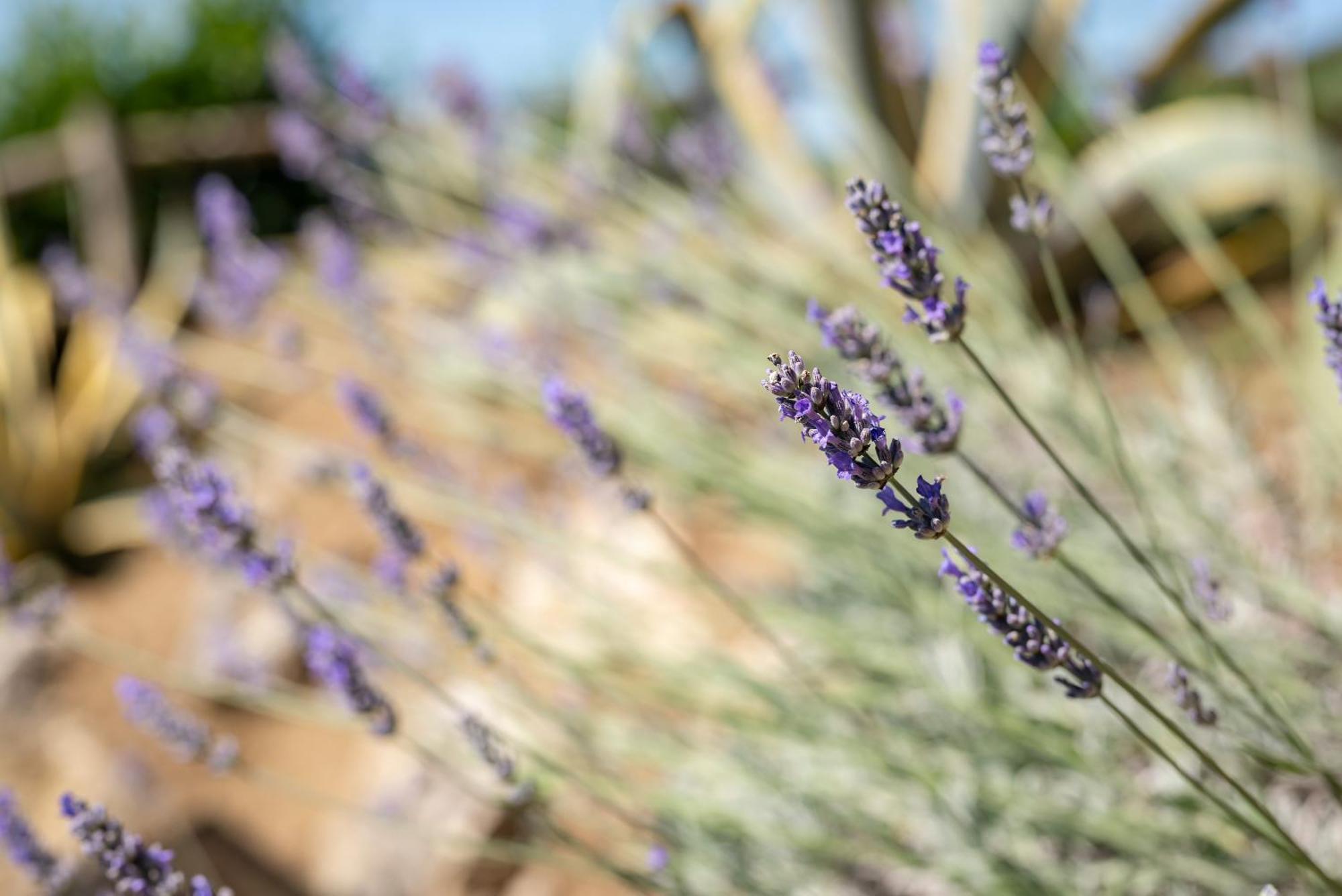 Agriturismo Bio Fattoria Bacio Certaldo Zewnętrze zdjęcie